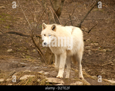 Grauer Wolf, Canis Lupus im winter Stockfoto