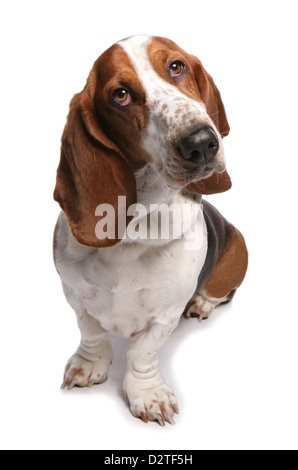 Basset Hound Dog Studio Ausschnitt Stockfoto