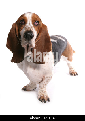 Basset Hound Dog Studio Ausschnitt Stockfoto