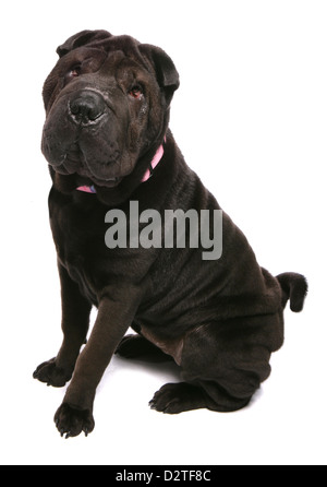Shar pei Hunde Studio Ausschnitt Stockfoto