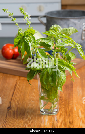 Basilikum-Blätter Stockfoto