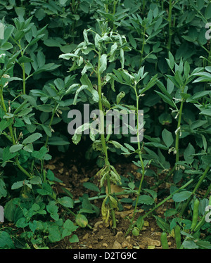 Fußfäule, Fusarium culmorum, was zu Welken auf dem Feld, Vicia, Bohnenpflanzen in einer Ernte Stockfoto