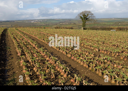 Reife Schwede Ernte im Winter, Devon Stockfoto