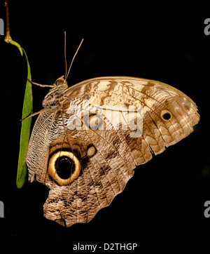 Eule Schmetterling Stockfoto