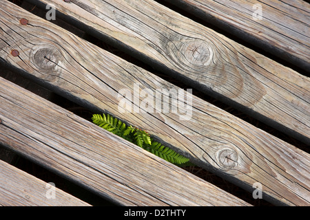 Nahaufnahme der Holzsteg an das hohe Venn / Hautes Fagnes Naturschutzgebiet in den belgischen Ardennen, Lüttich, Belgien Stockfoto