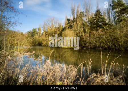 Erle-Pool am Ufton Felder Naturschutzgebiet im Winter, Warwickshire, England, UK Stockfoto