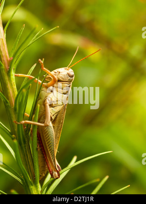 Heuschrecke ruht auf einer Anlage Stockfoto