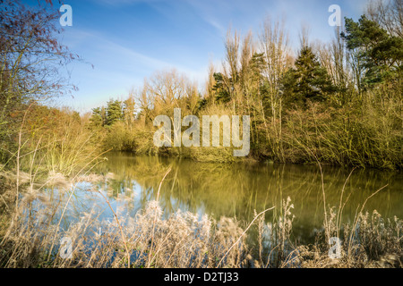 Erle-Pool am Ufton Felder Naturschutzgebiet im Winter, Warwickshire, England, UK Stockfoto