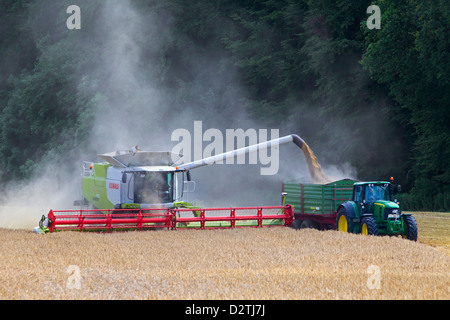 Landwirt in Mähdrescher ernten Getreide auf Maisfeld / Weizenfeld Ackerland im Sommer Stockfoto