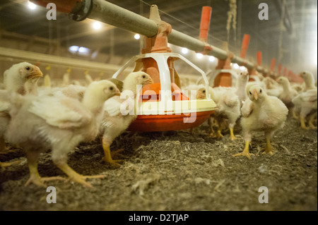 Küken in einem Hühnerstall auf einer Geflügelfarm in Centerville MD Stockfoto