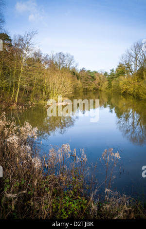 Erle-Pool am Ufton Felder Naturschutzgebiet im Winter, Warwickshire, England, UK Stockfoto