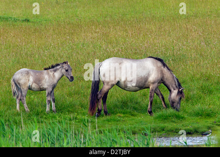 Konik-Pferde, Stute und Fohlen im Feld, polnische primitive Pferderasse aus Polen Stockfoto