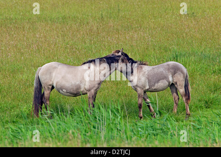 Gegenseitige Fellpflege / Allogrooming von Konik Pferde im Feld, polnische primitive Pferderasse aus Polen Stockfoto
