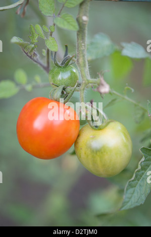 Baby Tomatenpflanze Stockfoto