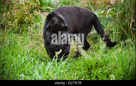 Schwarzer Jaguar Panthera Onca schlich durch lange in Gefangenschaft Stockfoto