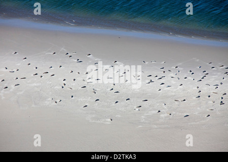 Luftaufnahme der Seehunde / Hafen Dichtung (Phoca Vitulina) zur Robbenkolonie ruht auf Sandbank in the Wadden Sea, Deutschland Stockfoto