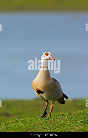 Nilgans (Alopochen Aegyptiacus), invasive Exoten am Seeufer Stockfoto