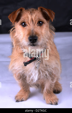 Jack-Russell-Terrier Grenze überqueren-gezüchtet, 2 Jahre alt Hund posiert mit einem neugierigen Blick. Stockfoto