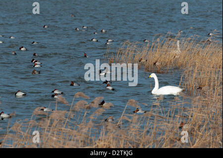 Ein Singschwan und Tafelente am Federwild und Feuchtgebiete Vertrauen auf Welney, Norfolk, Großbritannien. 1. Februar 2013. Es ist World Wetlands Day am Samstag, 2. Februar, eine Veranstaltung, die seit 1997, Bewusstsein für den Wert der Feuchtgebiete zu fördern. Die Ouse wäscht am Welney sind Heimat von Tausenden von Schwänen und Vögel, die für den Winter zu migrieren. Stockfoto