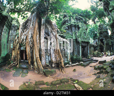 Kambodscha, Angkor, Ta Prohm, tropischer Vegetation überwächst antiken Architektur in Ta Prohm Tempel aus dem 12. Jahrhundert Stockfoto