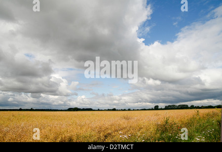 Gewitterwolken über Felder Histon Cambridgeshire England UK Stockfoto