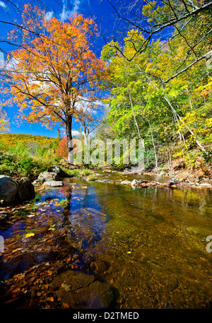 Schöne Herbst-Stream mit orange, gelbe und grüne Bäume Stockfoto