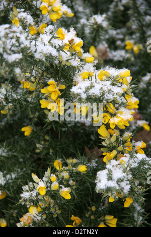 Gemeinsamen europäischen Stechginster Blumen (Ulex Europaeus) mit leichten Schnee bedeckt Stockfoto