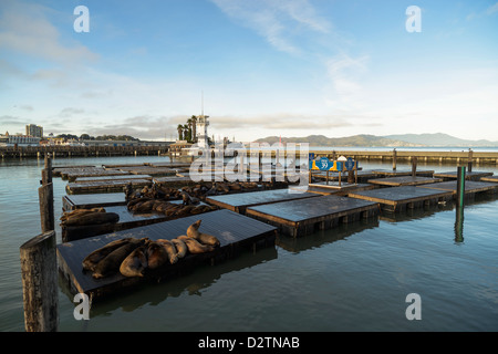 Seelöwen am Pier 39 in Fishermans Wharf in San Francisco, Kalifornien, USA Stockfoto