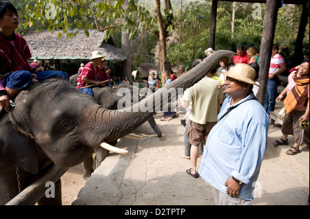 Chiang Mai, Thailand, Elefant rastet bei einem Strohhut Stockfoto