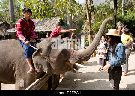 Chiang Mai, Thailand, Elefant rastet bei einem Strohhut Stockfoto