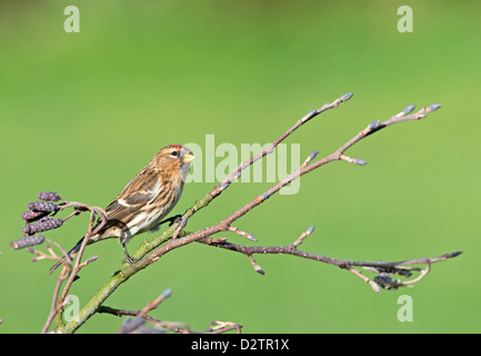 Weibliche weniger Redpoll. (Zuchtjahr Cabaret) Thront auf Erle. Winter. UK Stockfoto