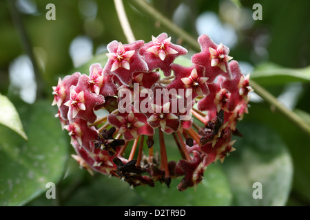 Hoya, Wachs Pflanze, Porzellan-Blume, Hoya Purpureo-Fusca, hinzugefügt, Lobelia. Stockfoto