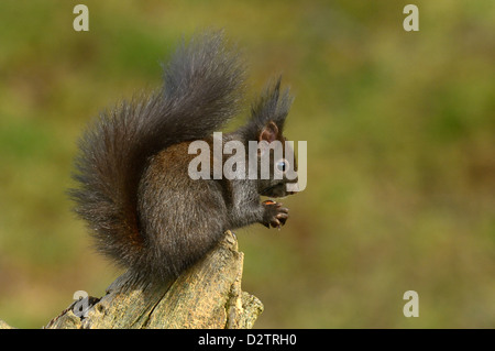 Eichhoernchen (Sciurus Vulgaris) rote Eichhörnchen • Ostalbkreis, Baden-Württemberg, Deutschland Stockfoto