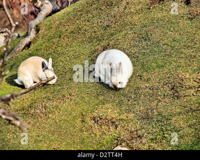 -Schönbrunner Zoo in Wien - Österreich (Europa). Stockfoto