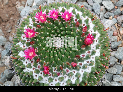 Mexikanische Nadelkissen Kaktus, Mammillaria Magnimamma, Cactaceae. Mexiko. Stockfoto