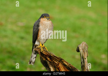 Sperber, nördlichen Sperber (Accipiter Nisus) Maennchen männlichen • Ostalbkreis, Baden-Württemberg, Deutschland Stockfoto