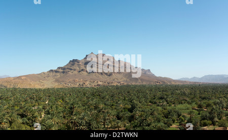 Palmen der Draa-Tal in der Nähe von Gebel Kissane im Großraum Agdz, Zagora Provinz, Marokko, Nordafrika Stockfoto