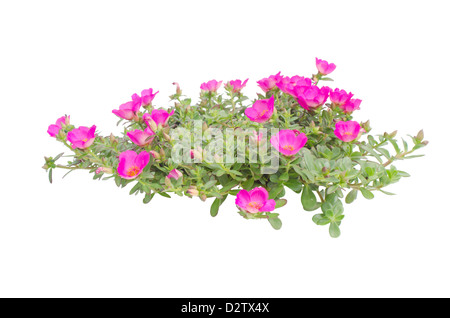 PORTULACA Blume isoliert auf weißem Hintergrund Stockfoto