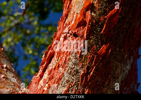 Schälen rote Rinde von einem Baum Gumbo Limbo (Bursera Simaruba). Der Everglades Nationalpark, Florida, USA. Stockfoto