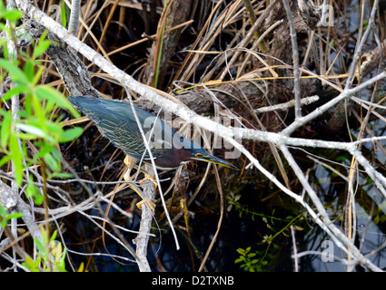 Ein grüner Reiher (Butorides Virescens) bereit, zuzuschlagen. Der Everglades Nationalpark, Florida, USA. Stockfoto