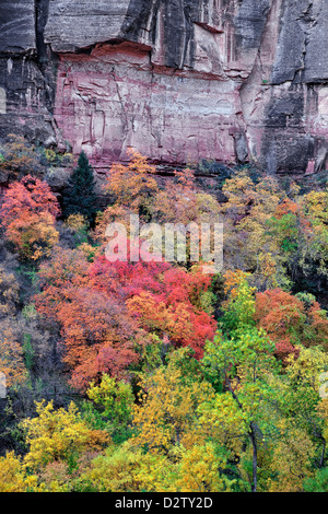 Eine Palette von Herbst Farbe an den Wänden des Zion Canyon und Utahs Zion National Park. Stockfoto