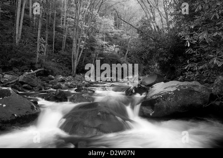 NC00226-00... NORTH CAROLINA - Big Creek in Great Smoky Mountains Nationalpark. Stockfoto