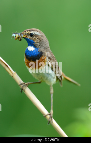 Blaukehlchen, Männchen (Luscinia Svecica) blaue Kehle, männliche • Bayern, Deutschland Stockfoto