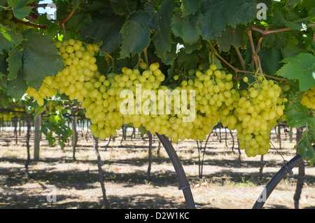 Trauben von Trauben im Schatten vor der Sonne im Swan Valley am Stadtrand von Perth, Western Australia Stockfoto