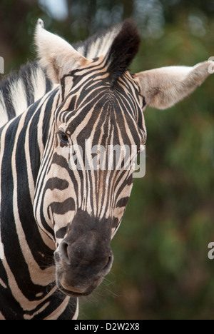 Nahaufnahme eines Zebras im Werribee Open Range Zoo in Melbourne, Victoria, Australien. Stockfoto
