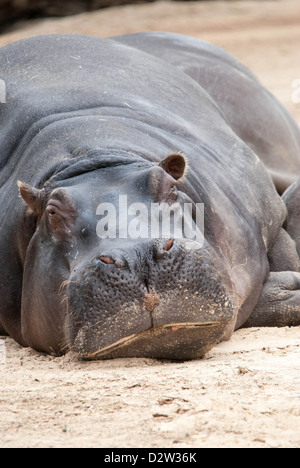 Ein riesiges Nilpferd driftet weg um zu schlafen. Kopf geschossen mit Körper hinter Stockfoto