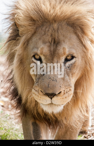 Eine Nahaufnahme von einem männlichen afrikanischen Löwen starrt dich an Stockfoto