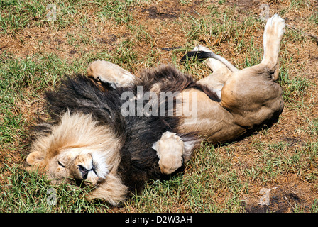 Ein männlicher afrikanischer Löwe schläft auf seinem Rücken saugt die Sonne. Stockfoto