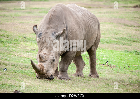 Ein Breitmaulnashorn grasen auf der Weide in einem Wildpark Stockfoto