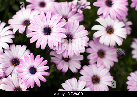 Gruppe von lebendigen lila Margeriten. Stockfoto